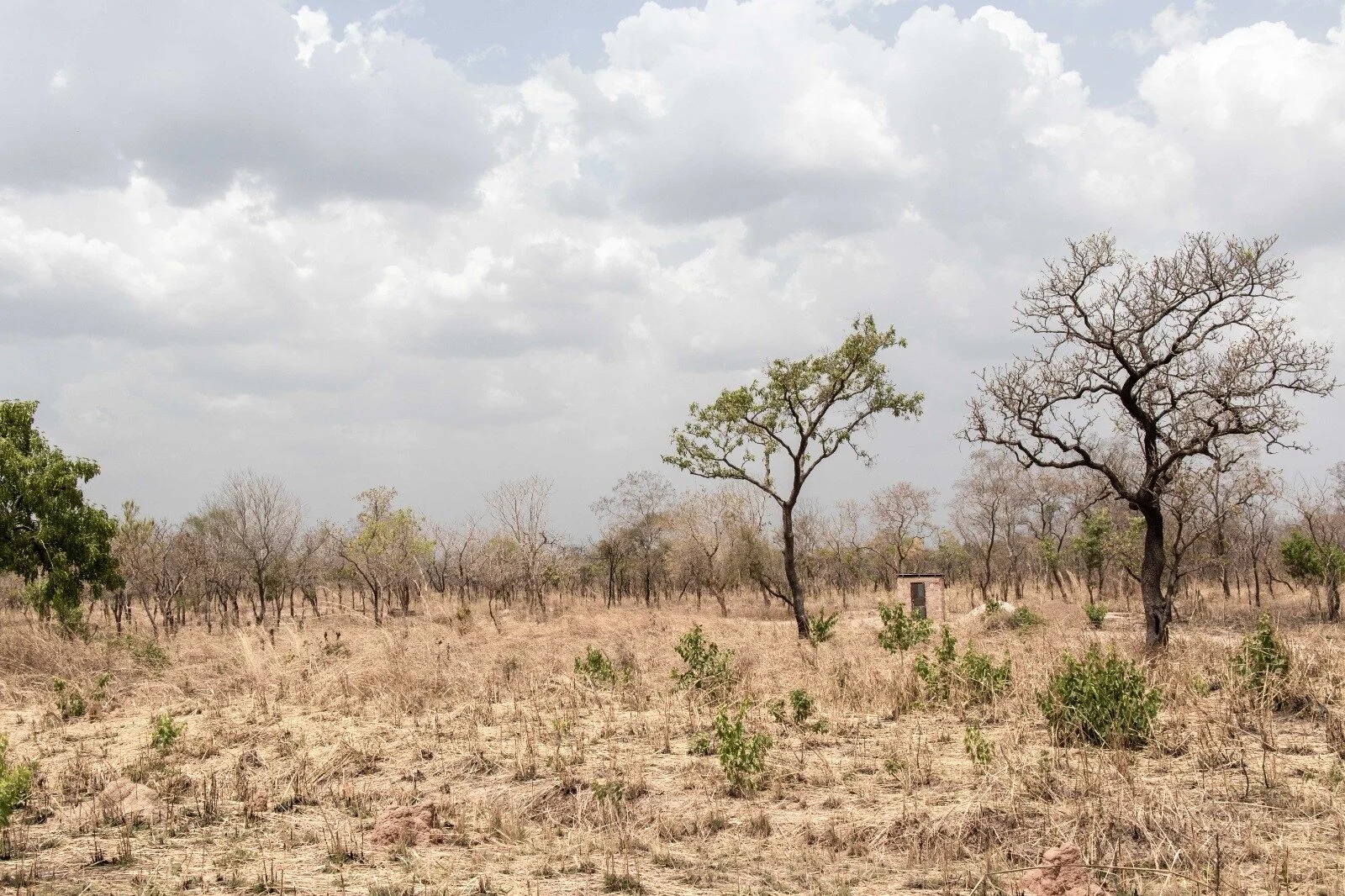 Dry Savannah region landscape with dusty road in northern Ghana